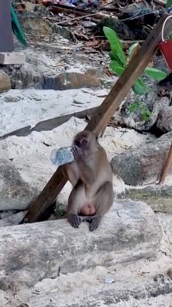 モンキービーチコピピタイ コピピのビーチでサル ビーチでボトルウォーターを飲む猿 — ストック動画