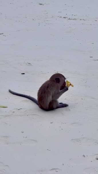 モンキービーチコピピタイ コピピのビーチでサル バナナを食べる若い猿 — ストック動画