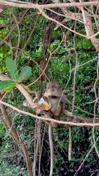 Macaco Comendo Cheeseburger Turistas Monkey Beach Koh Phi Phi Tailândia — Vídeo de Stock