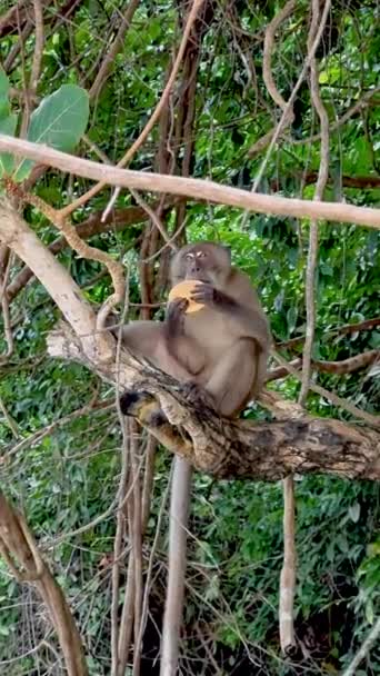 Monyet Makan Cheeseburger Dari Turis Monkey Beach Koh Phi Phi — Stok Video