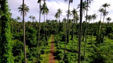 Koh Mak Tayland adasında palmiye ağaçları arasında bir yol. Koh Mak adasında dev palmiye ağaçları