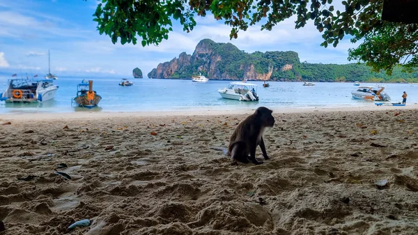 Μαϊμού Στην Παραλία Στο Koh Phi Phi Ταϊλάνδη Monkey Beach — Φωτογραφία Αρχείου