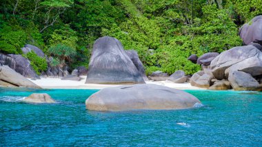İnsanlar Similan Adaları 'nın okyanusunda şnorkelle yüzüyor Tayland Phangnga. 