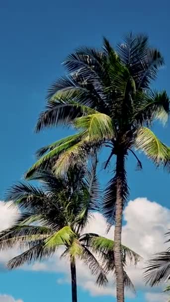 Palmy Modrou Oblohou Mraky Phuket Thajsku Zelené Palmy Obloze — Stock video