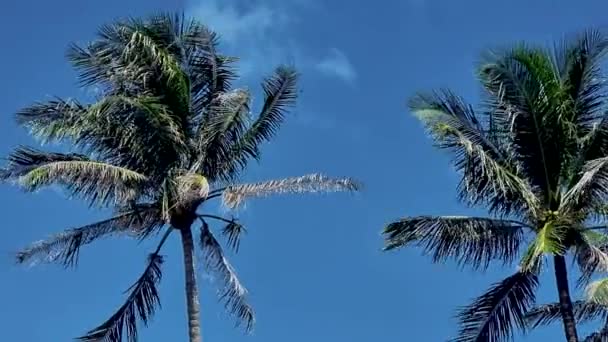 空の緑のヤシの木プーケットの雲と青い空に近いヤシの木タイ — ストック動画