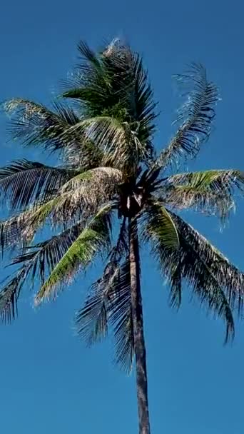 Пальмові Дерева Розташовані Близько Синьому Небі Хмарами Пхукет Таїланд Зелена — стокове відео