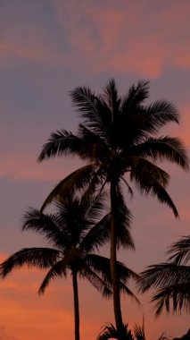 Gün batımında Kata sahilinde palmiye ağaçları. Hindistan cevizi palmiyeli güzel gün batımı