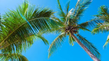 Mavi gökyüzü olan palmiye ağaçları ve Phuket Tayland 'da bulutlar. Gökyüzünde yeşil palmiye ağaçları