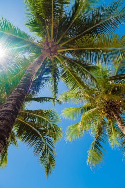 Mavi gökyüzü olan palmiye ağaçları ve Phuket Tayland 'da bulutlar. Gökyüzünde yeşil palmiye ağaçları