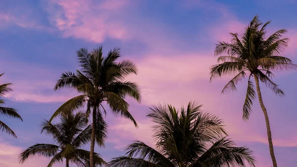 Palmbomen Met Een Zonsondergang Hemel Wolken Phuket Thailand Groene Palmbomen — Stockfoto