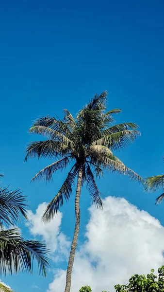 Palmy Niebieskim Niebem Chmury Phuket Tajlandii Zielone Palmy Niebie — Zdjęcie stockowe