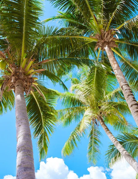 Palmbomen Met Een Blauwe Lucht Wolken Phuket Thailand Groene Palmbomen — Stockfoto