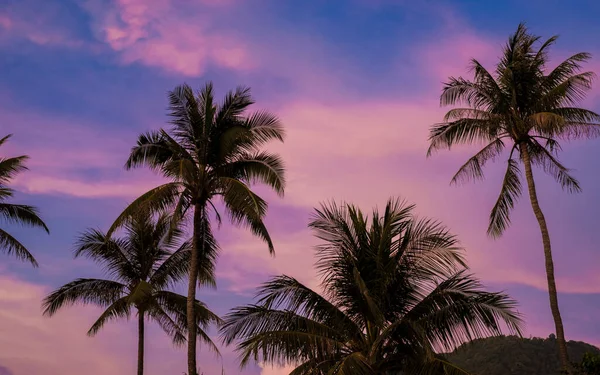 stock image Sunset sky with Palm trees clouds in Phuket Thailand. Green palm trees in the sky background