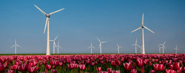 Ветряные Мельницы Тюльпановым Полем Весенний Сезон Голубым Небом — стоковое фото