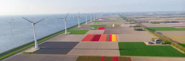 Windmill Turbines Sea Colorful Tulip Fields Seen Drone View — Stock Photo, Image