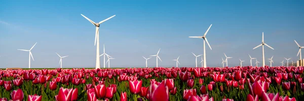 Turbinas Molino Viento Coloridos Campos Tulipanes Durante Temporada Primavera Día — Foto de Stock