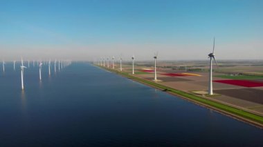 Bahar mevsiminde lale tarlaları ve Hollanda 'da yeşil enerji üreten yeldeğirmeni türbinleri..
