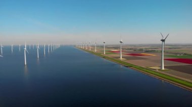 Hollanda 'da yeşil enerji üreten renkli lale tarlaları ve yeldeğirmeni türbinleri.