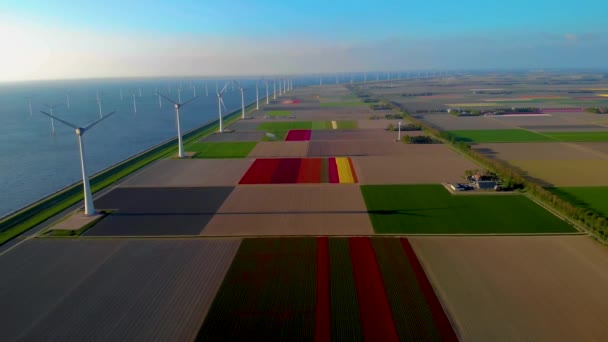 オランダの緑のエネルギーを生み出す海のカラフルなチューリップ畑と風車 — ストック動画