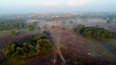 Laren Hilversum Hollanda, Zuderheide Ulusal Parkı Veluwe Mor fundalığı 'nın çiçek açtığı Veluwe' de sisli ve çiçek açan ısıtıcı tarlalarıyla birlikte mor bir funda çiçek açtı.