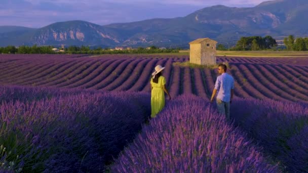 Provence Lavendelfält Frankrike Valensole Platå Ett Färgstarkt Fält Lavendel Provence — Stockvideo