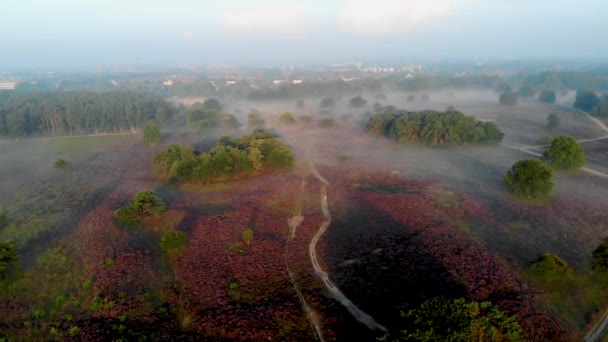 Fioletowe Różowe Wrzosowisko Rozkwicie Wschód Słońca Mgłą Kwitnące Pola Wrzosowe — Wideo stockowe