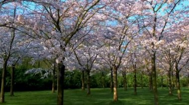 Sakura Kiraz Çiçeği Sokağı. Hollanda 'da ilkbaharda çiçek açan kiraz ağaçları ve yeşil çimlerle muhteşem manzaralı bir park. Kiraz ağacının pembe çiçekleri.