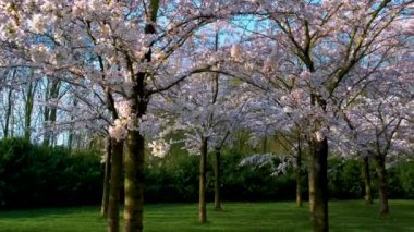 Sakura Kiraz Çiçeği Sokağı. Hollanda 'da ilkbaharda çiçek açan kiraz ağaçları ve yeşil çimlerle muhteşem manzaralı bir park. Kiraz ağacının pembe çiçekleri Amsterdamse Bos