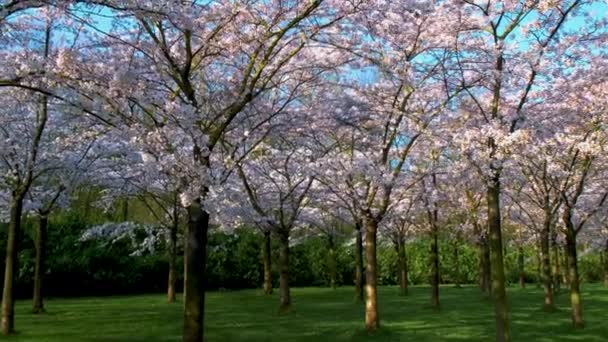 桜の花の路地 春には桜の並木と緑の芝生が広がる絶景公園です 桜のピンクの花 — ストック動画
