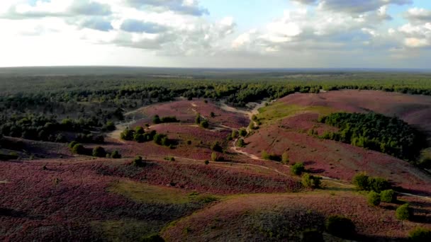 ヘザーフィールドを開花させるポストバンク 花で紫色のピンクのヒーター ポストバンクHoge Veluweオランダで開花するヘザーフィールドを持つ日没 — ストック動画