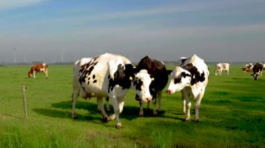 Hollanda Siyah ve Beyaz inekleri çayırda, Hollanda 'daki Noordoostpolder' de bulutlu yeşil çim tarlasında inekler.