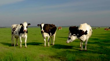 Hollanda Siyah ve Beyaz inekleri sabah çayırda, Hollanda 'daki Noordoostpolder' de bulutlu yeşil çim tarlasında inekler.