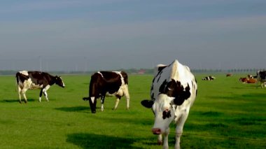 Hollanda Siyah ve Beyaz inekleri sabah çayırda, Hollanda 'daki Noordoostpolder' de bulutlu yeşil çim tarlasında inekler.