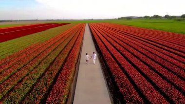 Birkaç erkek ve kadın lale çiçeği tarlalarında Hollanda 'da İHA, Hollanda' da ise İlkbahar boyunca lale tarlalarında görüldü. Yüksek kaliteli FullHD görüntüler
