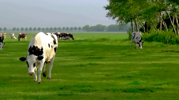 荷兰草原上的荷兰黑人和白人奶牛 在绿草地里的奶牛 它们的云彩笼罩着荷兰北部的牧场 — 图库视频影像