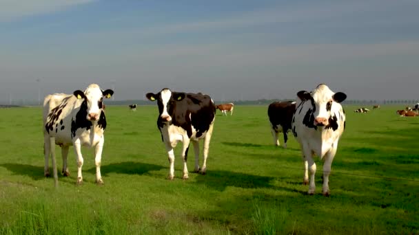 牧草地のオランダの黒と白の牛 夏のオランダのNoordoostpolderで雲のある緑の芝生のフィールドの牛 — ストック動画