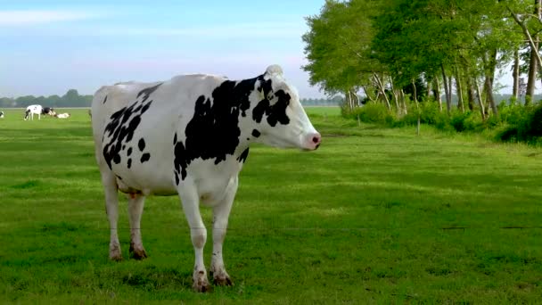 Holländische Schwarz Weiße Kühe Auf Der Weide Kühe Auf Einer — Stockvideo