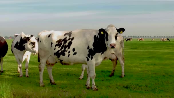 荷兰草原上的黑白相间的奶牛 荷兰北部草原上绿草如茵 乌云密布的奶牛 — 图库视频影像