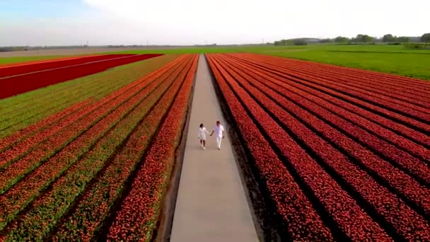 Pareja Hombres Mujeres Campos Tulipanes Vistos Desde Arriba Con Dron — Vídeo de stock