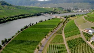 Almanya 'da Moselle nehri kıyısındaki üzüm bağları Bernkastel Kues. Dağlarda Mosel nehrinin kıyısında iyi bilinen bir şarapçılık merkezi.