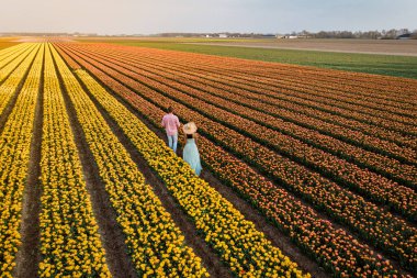 Hollanda Noordoostpolder, Hollanda 'da bir lale tarlasında bulunan birkaç erkek ve kadından insansız hava aracı ilkbaharda çiçek açmış, renkli lale tarlaları