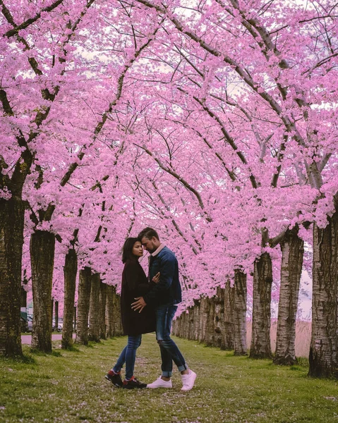 Sakura Cherry Kvetoucí Ulička Park Řadami Kvetoucích Třešňových Sakura Stromů — Stock fotografie