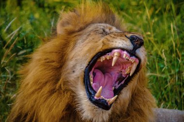 Güney Afrika 'daki Kruger Ulusal Parkı' nda safari sırasında Afrika Aslanları. Kameraya bakan Aslanlara yaklaş.. 