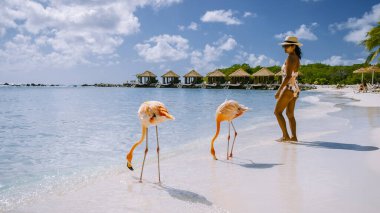 Plajda pembe flamingolu Aruba plajı, Aruba Adası Karayipleri 'nde flamingo. Sahilde renkli bir flamingo, kumsalda orta yaşlı bir kadın ve erkek.