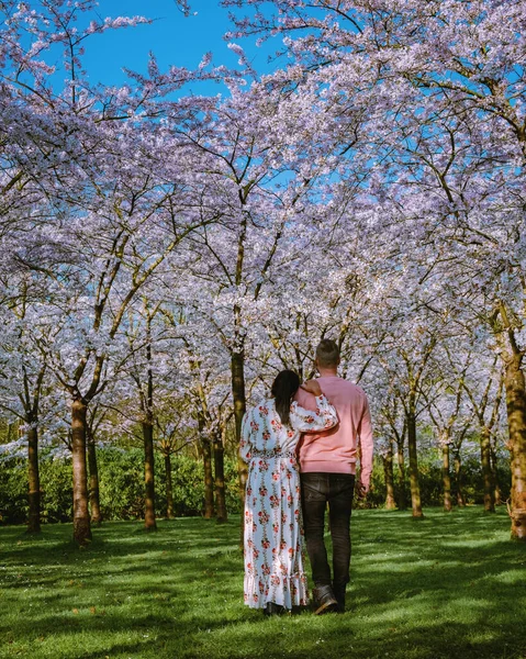 A couple picnic in the park during Spring in Amsterdam Netherlands, a blooming cherry blossom tree in Amsterdam, men and woman walk in the park forest during Spring Netherlands