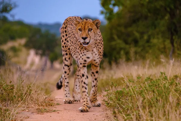 Cheeta Wild Animal Kruger National Park South Africa Cheetah Hunt — Stock Photo, Image
