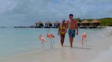 Plajda pembe flamingolu Aruba plajı, Aruba Adası Karayipleri 'nde flamingo. Sahilde renkli bir flamingo, kumsalda orta yaşlı bir kadın ve erkek.