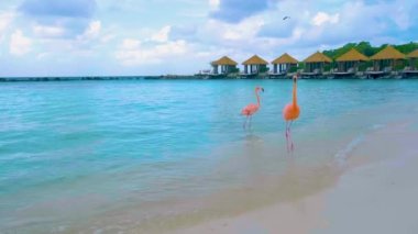Plajda pembe flamingolu Aruba plajı, Aruba Adası Karayipleri 'nde flamingo. Sahilde turkuaz renkli okyanusla renkli bir flamingo.
