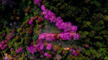 Chiang Mai Khun Chan Khian Tayland 'daki Sakura Kiraz Çiçeği Doi Suthep' te, Dağlardaki pembe kiraz ağaçlarının havadan görünüşü, Tayland 'daki Chiang Mai. 