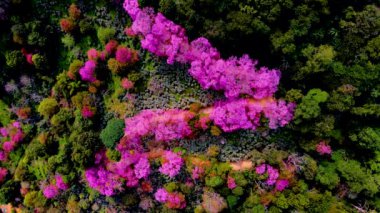 Chiang Mai Khun Chan Khian Tayland 'daki Sakura Kiraz Çiçeği Doi Suthep' te, Dağlardaki pembe kiraz ağaçlarının havadan görünüşü, Tayland 'daki Chiang Mai. 